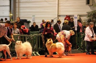 Au Fenua Herenui Eurasier - Hatsu 3ème du groupe 5